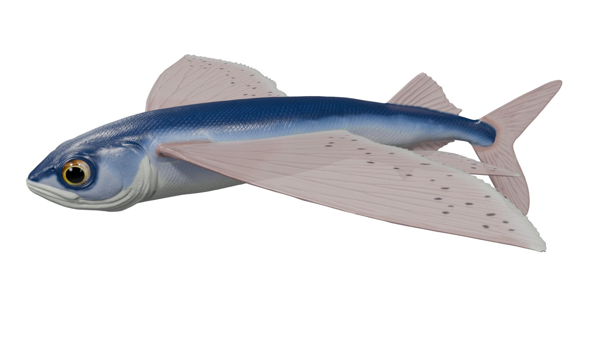 Flying fish 3D https://p.turbosquid.com/ts-thumb/Tp/xqSRAo/ZI/untitled3/png/1777021272/1920x1080/fit_q87/09689774964d0ef54e2fb4209e078f6bddded0f1/untitled3.jpg