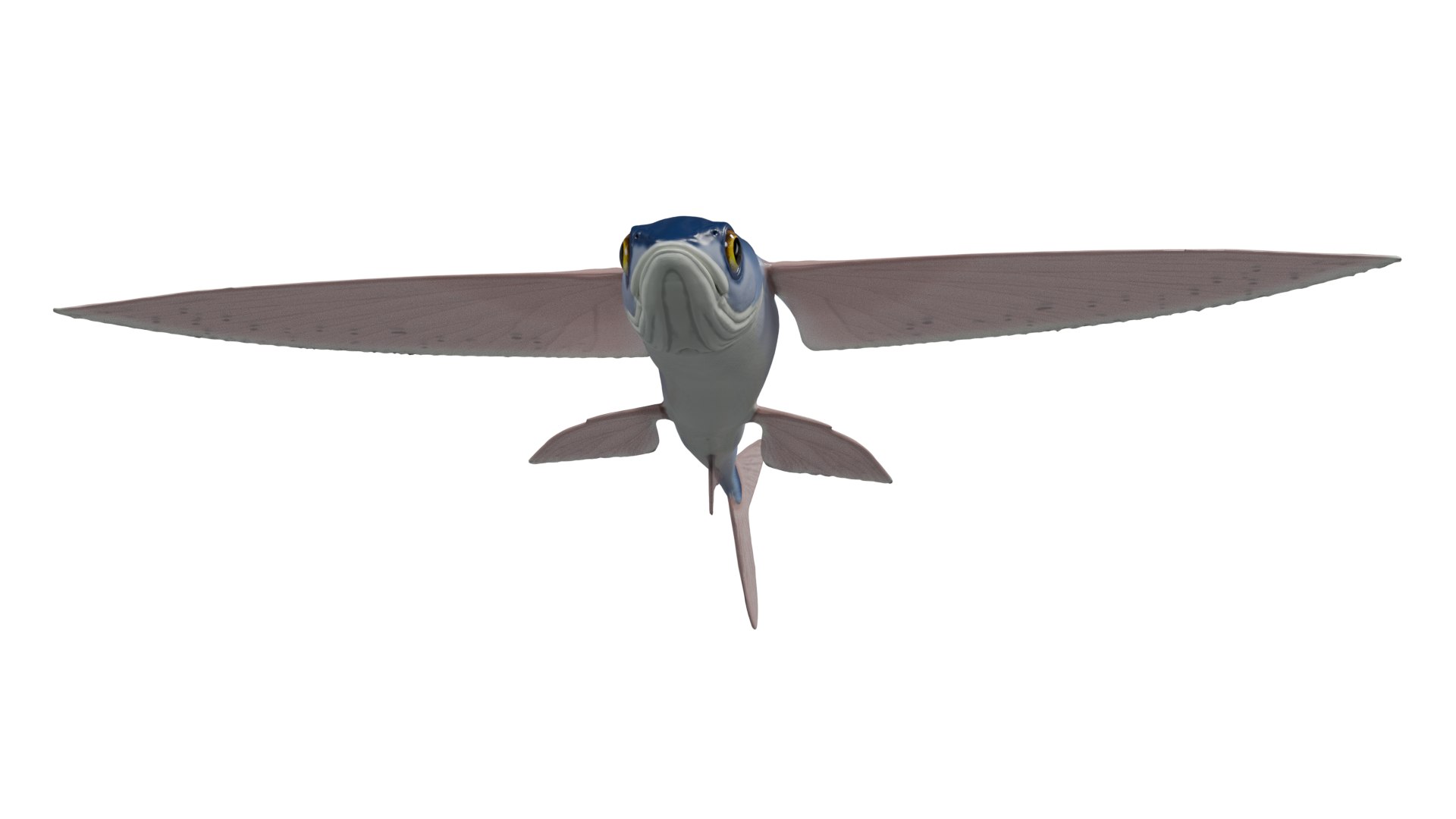 Flying fish 3D https://p.turbosquid.com/ts-thumb/Tp/xqSRAo/ux/untitled5/png/1777021237/1920x1080/fit_q87/cd80e3c7005f92746bac4ecde95adf250e2bd583/untitled5.jpg