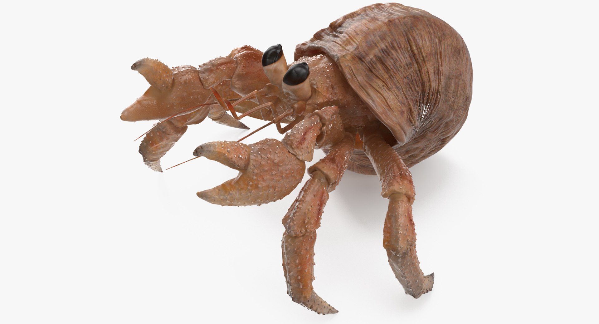 Hermit Crab Rigged 3D Model 3D model preview