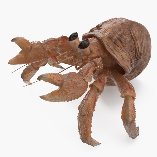 3D model hermit crab rigged