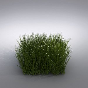 Ornamental Grass
