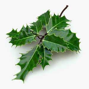 smax holly sprig