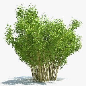 Golden Bamboo Set