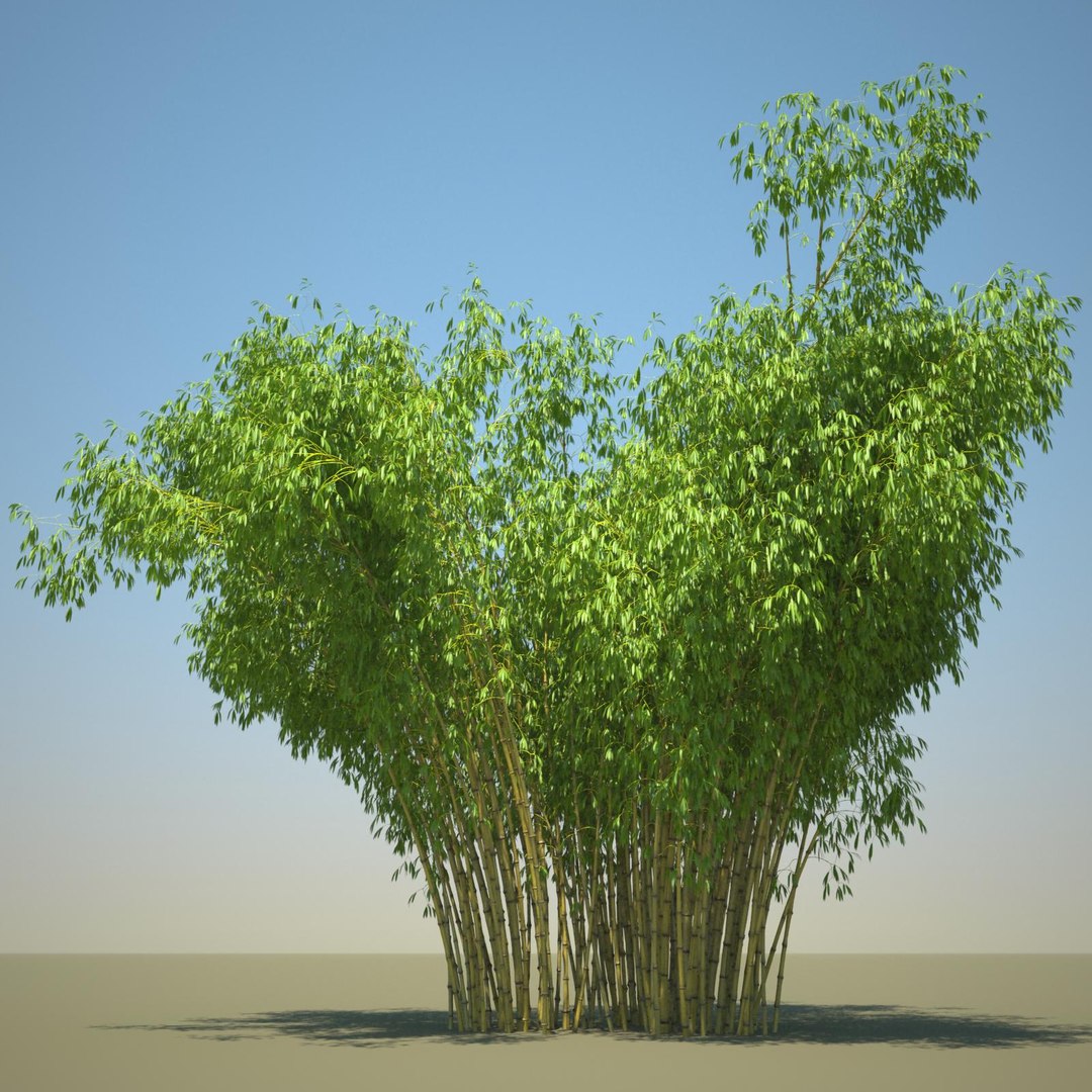 3d model bambusa golden bamboo set https://p.turbosquid.com/ts-thumb/Tq/Ov0l58/YLwPrYNe/golden_bamboo_21_sky_bg/jpg/1419340437/1920x1080/fit_q87/6446ef836f992233f7a1aaeb66b75e558228824f/golden_bamboo_21_sky_bg.jpg