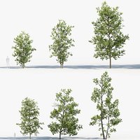 Alnus glutinosa Black alder 01