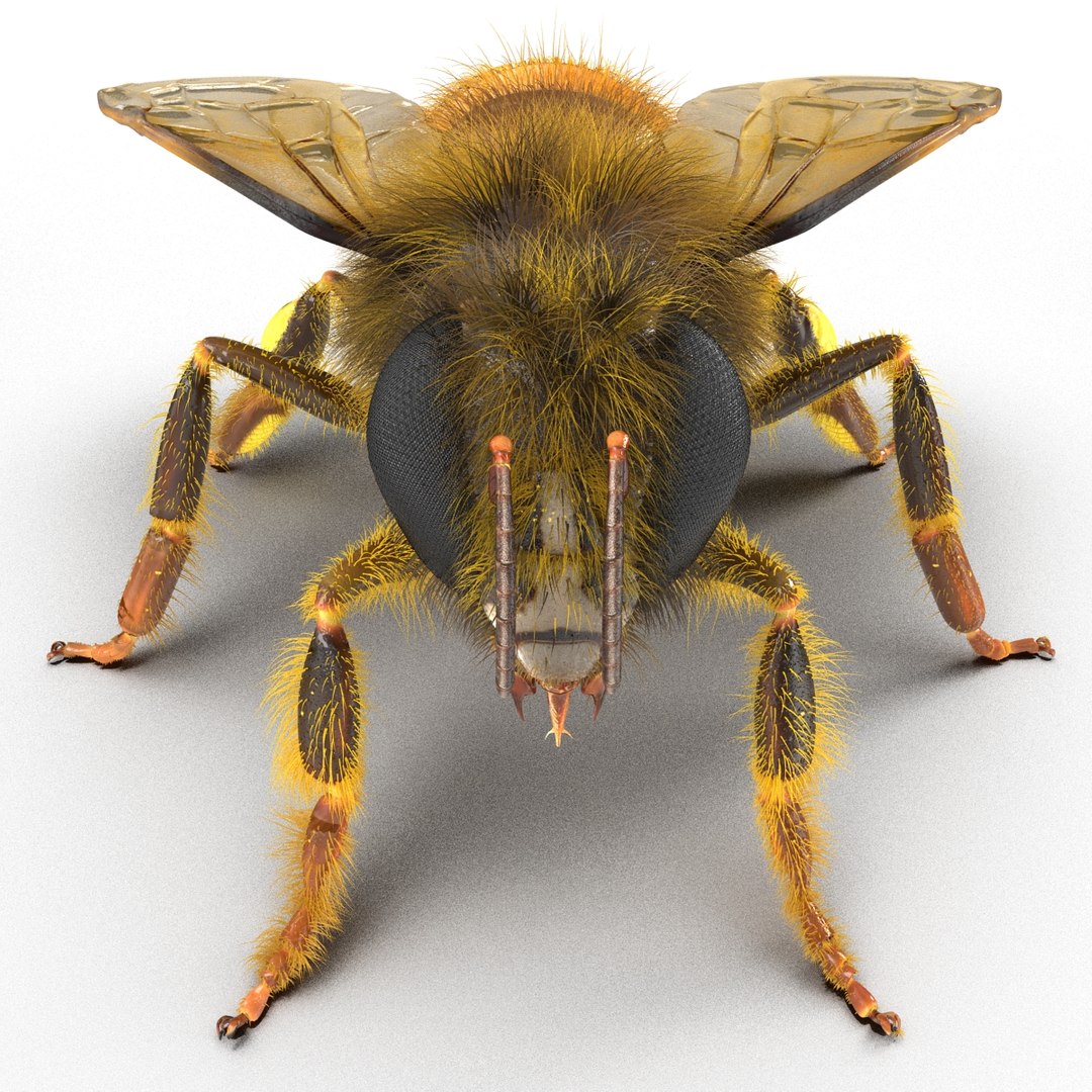 bee rigged 3d max https://p.turbosquid.com/ts-thumb/Tq/iS8wOr/0yl6lJqy/beerigged3dmodel23/jpg/1455090940/1920x1080/fit_q87/5187348a88c32961705ed5afea5754b1d9c8becb/beerigged3dmodel23.jpg