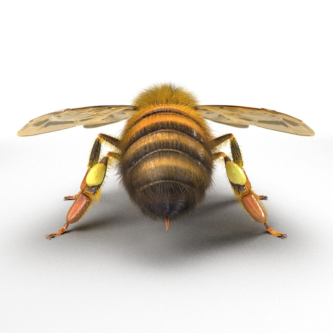 bee rigged 3d max https://p.turbosquid.com/ts-thumb/Tq/iS8wOr/1djXT32p/beerigged3dmodel24/jpg/1455090940/1920x1080/fit_q87/f86eececc87d8167aafa5255f684e9eebf41c3aa/beerigged3dmodel24.jpg