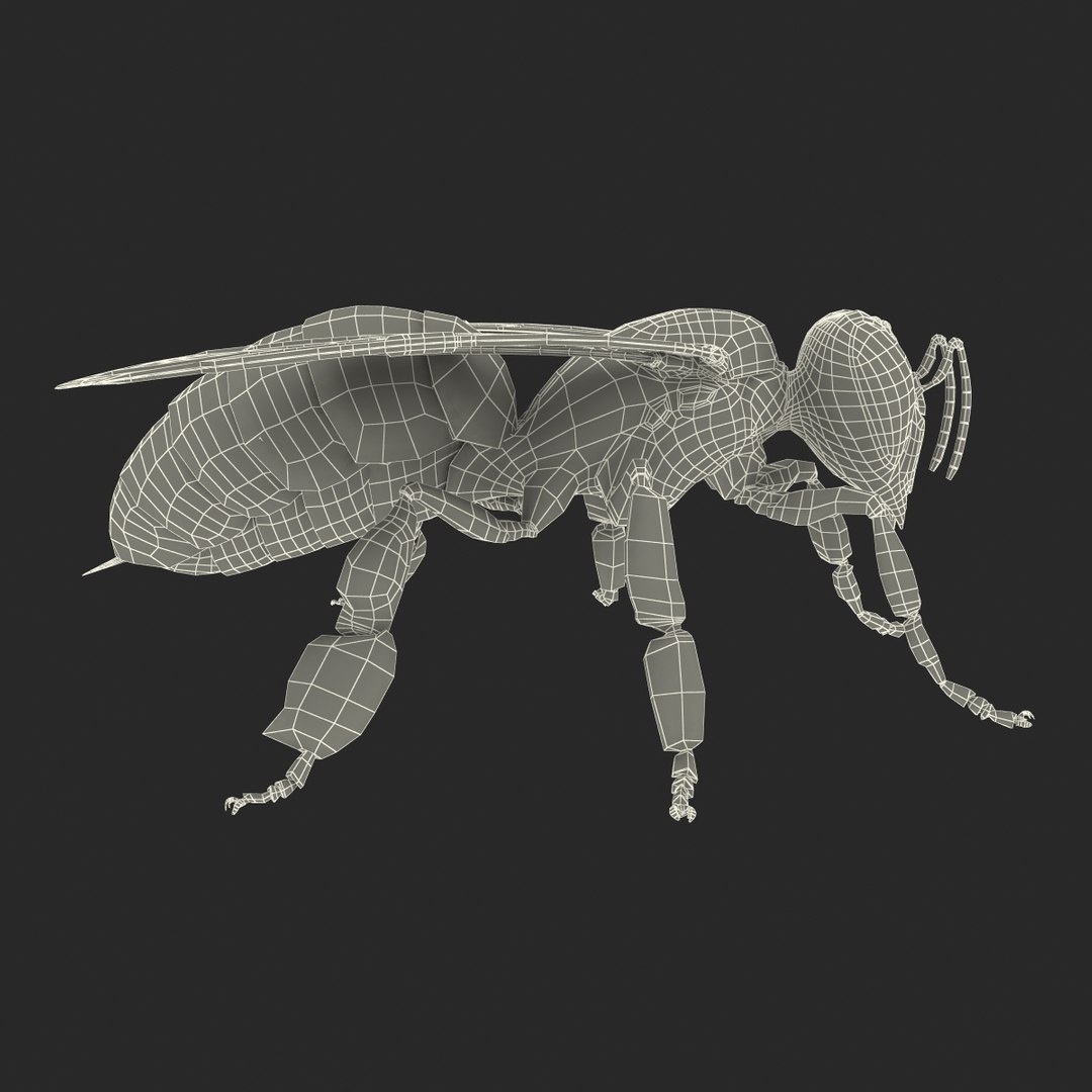 bee rigged 3d max https://p.turbosquid.com/ts-thumb/Tq/iS8wOr/49lh7KsK/beerigged3dmodel45/jpg/1455090942/1920x1080/fit_q87/a3733e21aaa9c66f2ddbdc2aa166799a6bdf58b6/beerigged3dmodel45.jpg