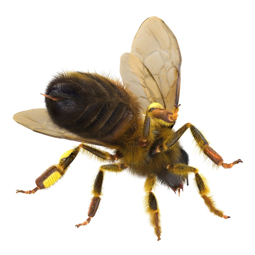 bee rigged 3d max https://p.turbosquid.com/ts-thumb/Tq/iS8wOr/9W12lzYh/beerigged3dmodel19/jpg/1455090939/1920x1080/fit_q87/c7d7b462ccd2961278d2749c6907fe9a3c98989e/beerigged3dmodel19.jpg