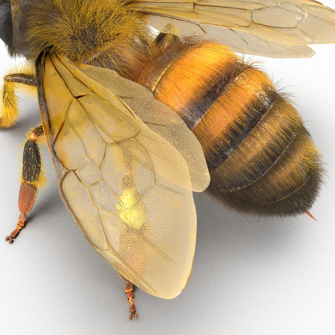 bee rigged 3d max https://p.turbosquid.com/ts-thumb/Tq/iS8wOr/HMISczri/beerigged3dmodel33/jpg/1455090941/1920x1080/fit_q87/aa5604dc2fd9394d9fefe1f476e701bad6cae04f/beerigged3dmodel33.jpg