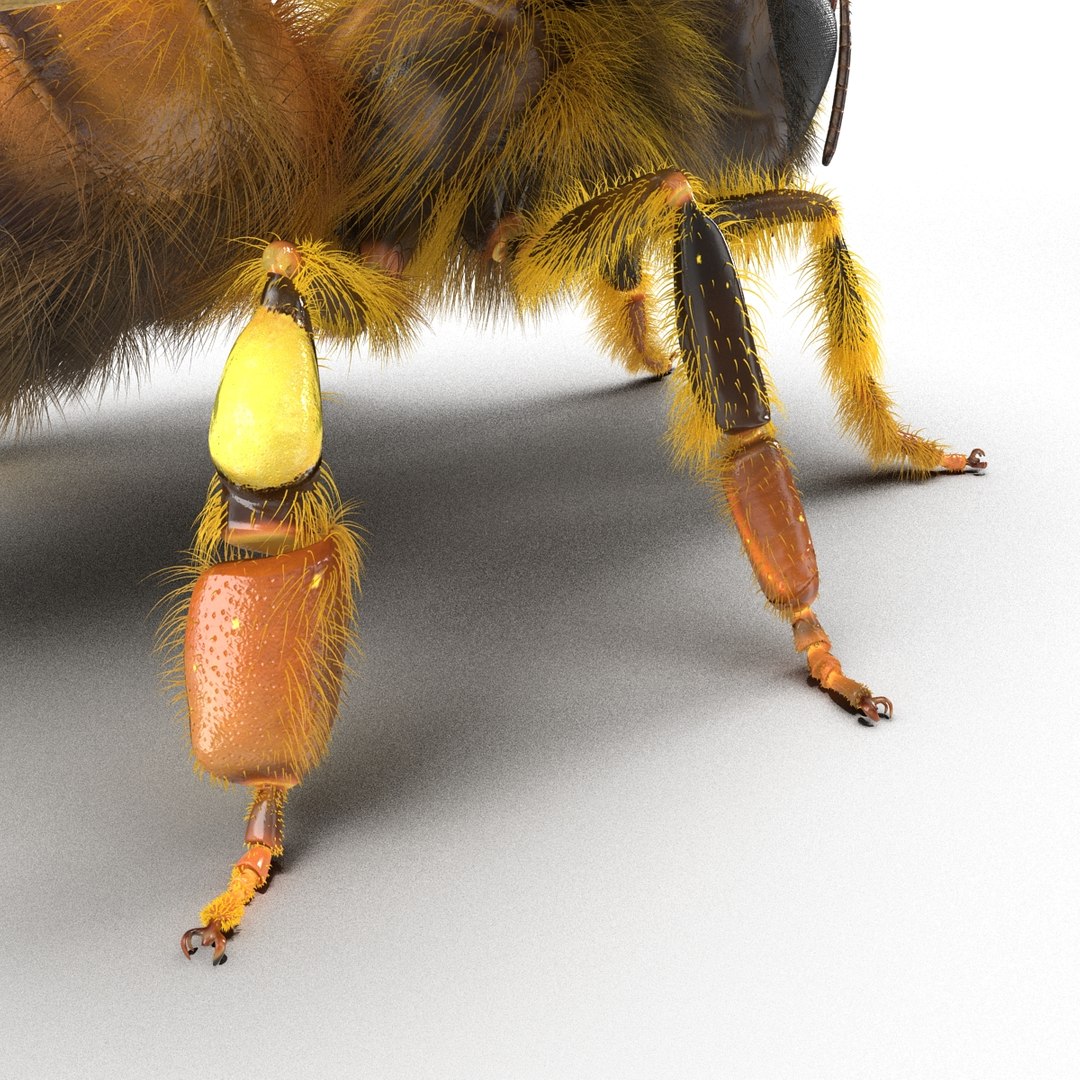bee rigged 3d max https://p.turbosquid.com/ts-thumb/Tq/iS8wOr/Hex9M0Du/beerigged3dmodel34/jpg/1455090941/1920x1080/fit_q87/703de9cf39de83392b222451288c6b27e4f4a621/beerigged3dmodel34.jpg
