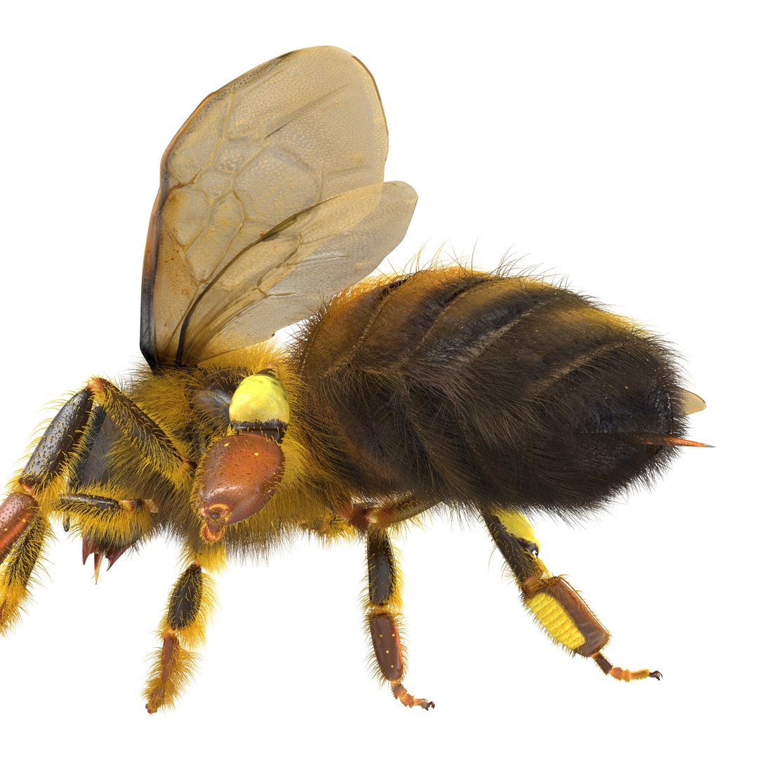 bee rigged 3d max https://p.turbosquid.com/ts-thumb/Tq/iS8wOr/IBsA2gav/beerigged3dmodel30/jpg/1455090940/1920x1080/fit_q87/6fa3b9a68e24d50ec12e683b9ee6411f3a76c65b/beerigged3dmodel30.jpg