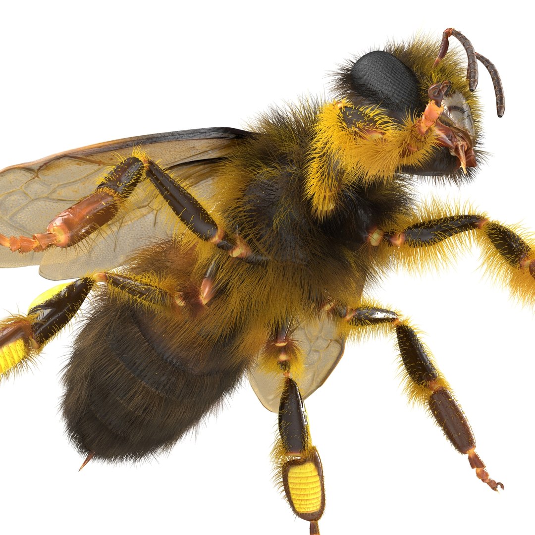 bee rigged 3d max https://p.turbosquid.com/ts-thumb/Tq/iS8wOr/JhUYxmU9/beerigged3dmodel26/jpg/1455090940/1920x1080/fit_q87/3da6362a1075d3f853ce5db755df4c982a43f432/beerigged3dmodel26.jpg