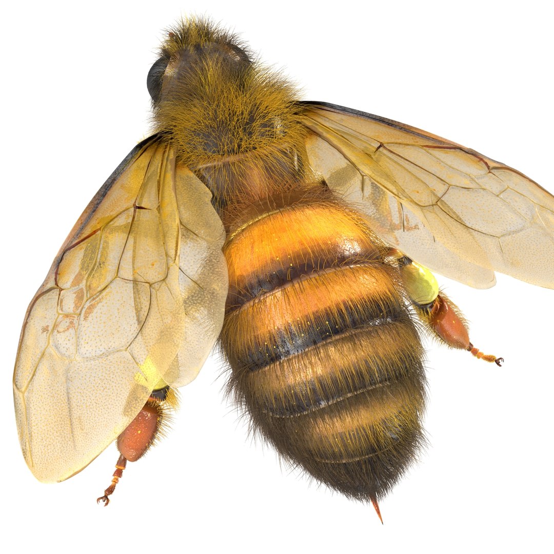 bee rigged 3d max https://p.turbosquid.com/ts-thumb/Tq/iS8wOr/QILcdLFc/beerigged3dmodel25/jpg/1455090940/1920x1080/fit_q87/b53fb1e372f16e7b35701d597f280444345b3bad/beerigged3dmodel25.jpg