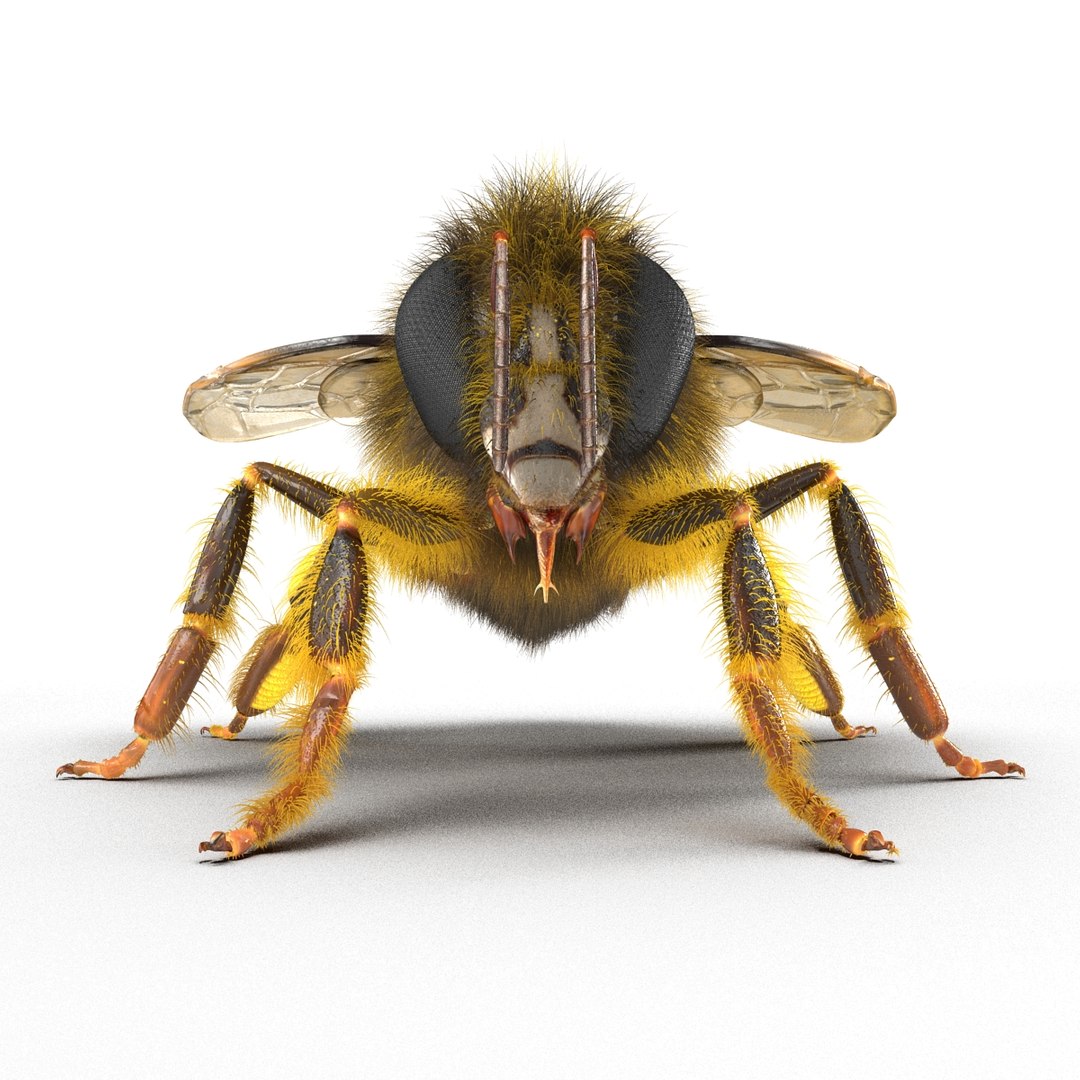 bee rigged 3d max https://p.turbosquid.com/ts-thumb/Tq/iS8wOr/SGfLVH5S/beerigged3dmodel22/jpg/1455090940/1920x1080/fit_q87/4a1bfd84bd99f708d9b6004cbd34ed06df7983dc/beerigged3dmodel22.jpg