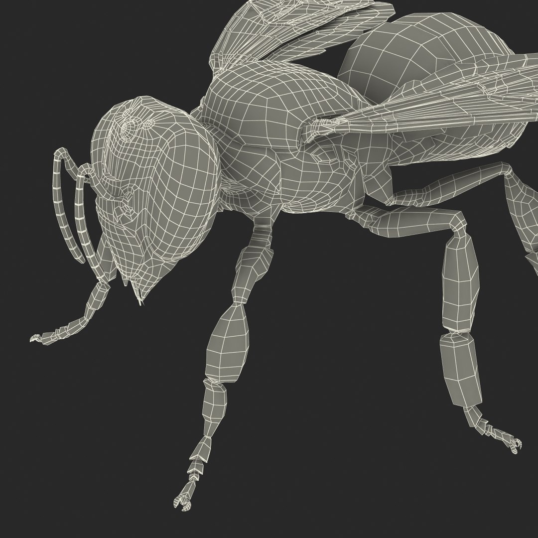 bee rigged 3d max https://p.turbosquid.com/ts-thumb/Tq/iS8wOr/XaUb26F6/beerigged3dmodel55/jpg/1455090943/1920x1080/fit_q87/5ebc9062ce52757447535e72e26db5f6b706bc9b/beerigged3dmodel55.jpg