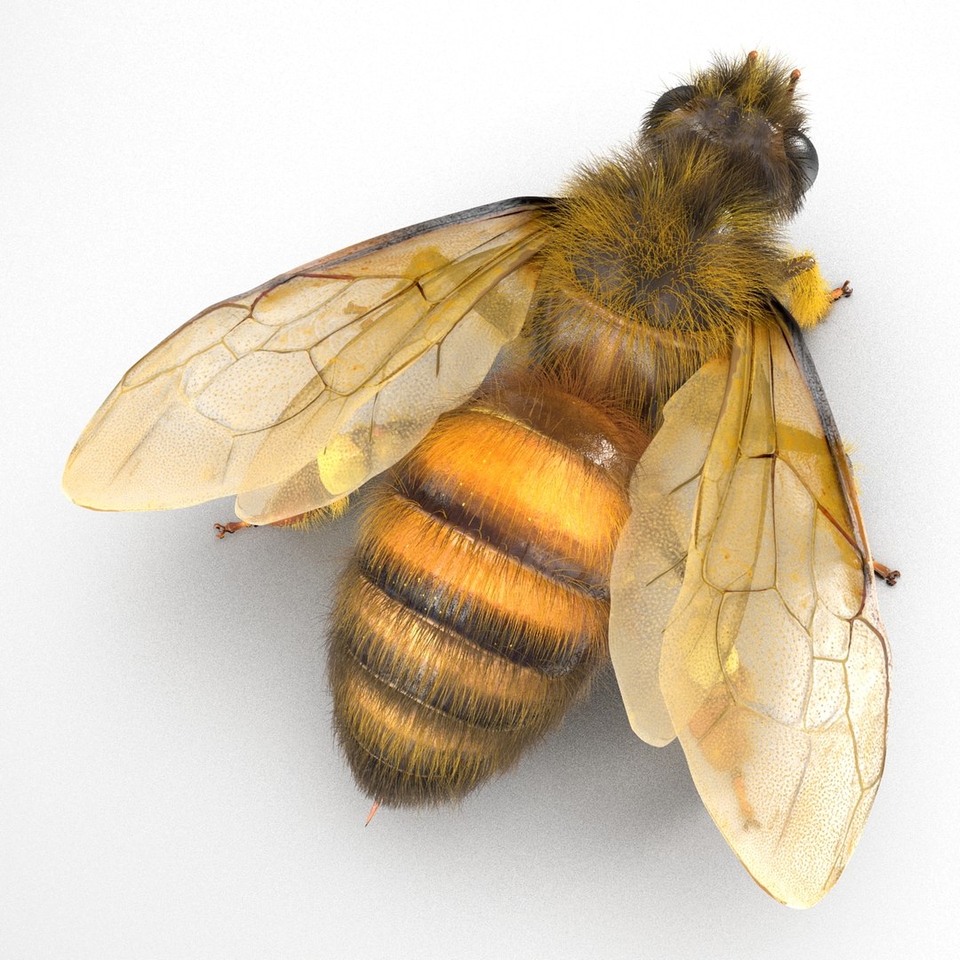 bee rigged 3d max https://p.turbosquid.com/ts-thumb/Tq/iS8wOr/e4EkEAXA/beerigged3dmodel12/jpg/1455090939/1920x1080/fit_q87/61703a2aaa99e89a81c0500dc8c4ca23c4938ad6/beerigged3dmodel12.jpg