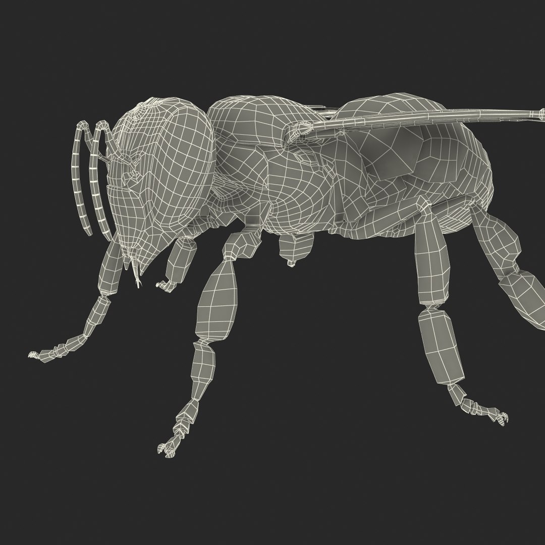 bee rigged 3d max https://p.turbosquid.com/ts-thumb/Tq/iS8wOr/hOAx6pac/beerigged3dmodel53/jpg/1455090943/1920x1080/fit_q87/ffd7b9672dfe8f5cbe2489fccf33494106dedeef/beerigged3dmodel53.jpg