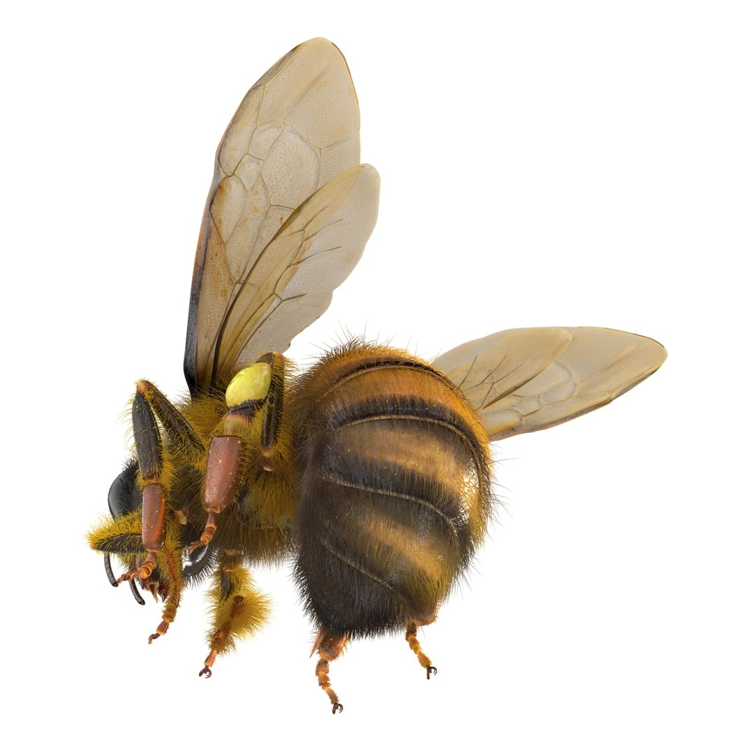 bee rigged 3d max https://p.turbosquid.com/ts-thumb/Tq/iS8wOr/p2PopP4X/beerigged3dmodel20/jpg/1455090940/1920x1080/fit_q87/0b72212afcc14980da36d0f362393059a3ab2e14/beerigged3dmodel20.jpg