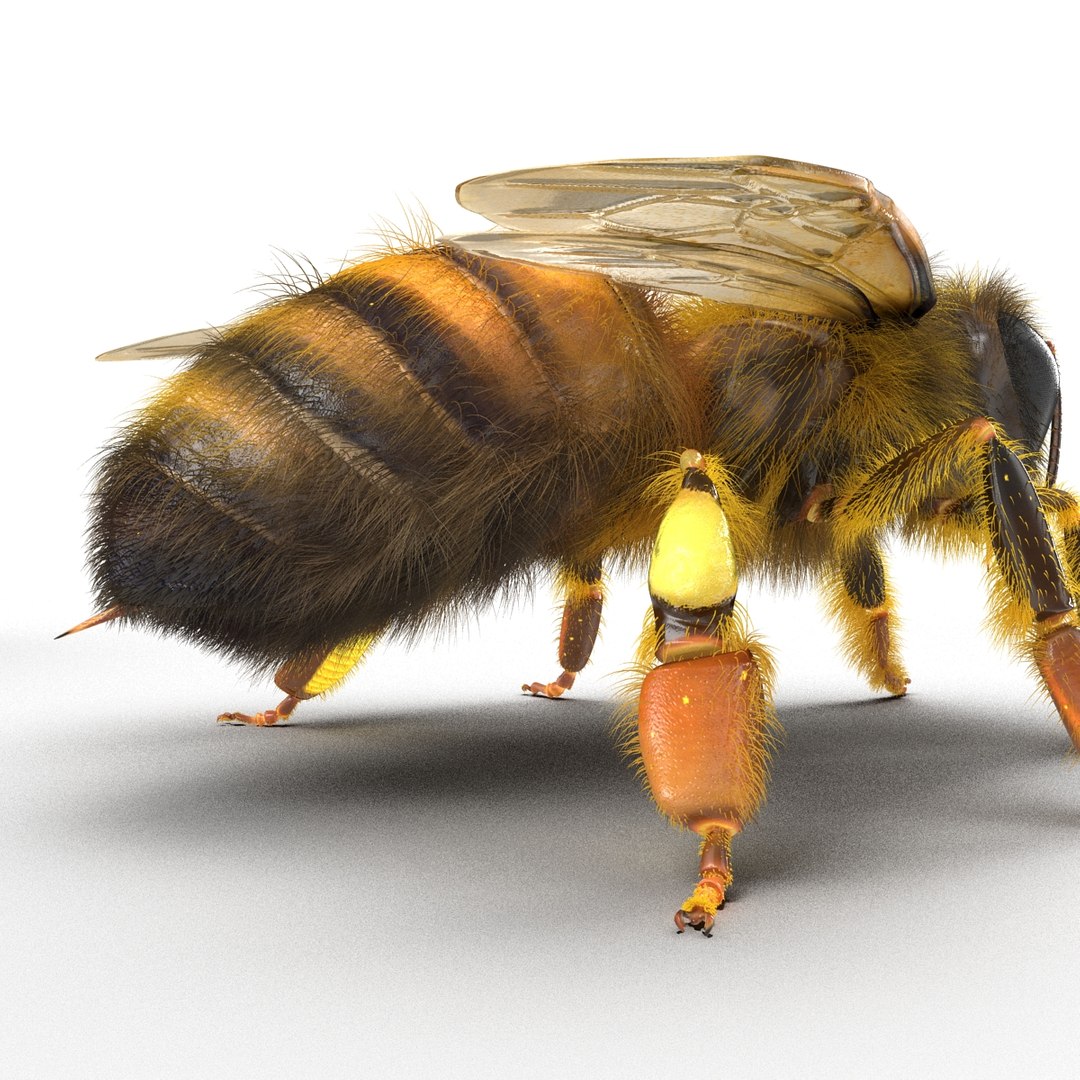bee rigged 3d max https://p.turbosquid.com/ts-thumb/Tq/iS8wOr/qe4sFALt/beerigged3dmodel32/jpg/1455090941/1920x1080/fit_q87/9a46e72eea25f84fb9b9b5d470fa9a20fc5d8c12/beerigged3dmodel32.jpg