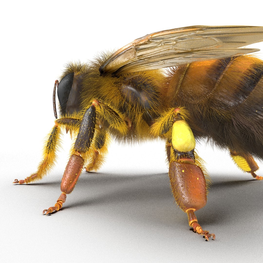 bee rigged 3d max https://p.turbosquid.com/ts-thumb/Tq/iS8wOr/vD7tslT2/beerigged3dmodel29/jpg/1455090940/1920x1080/fit_q87/aed31172f7fe443194cf8dd83ec99f854f26dd99/beerigged3dmodel29.jpg
