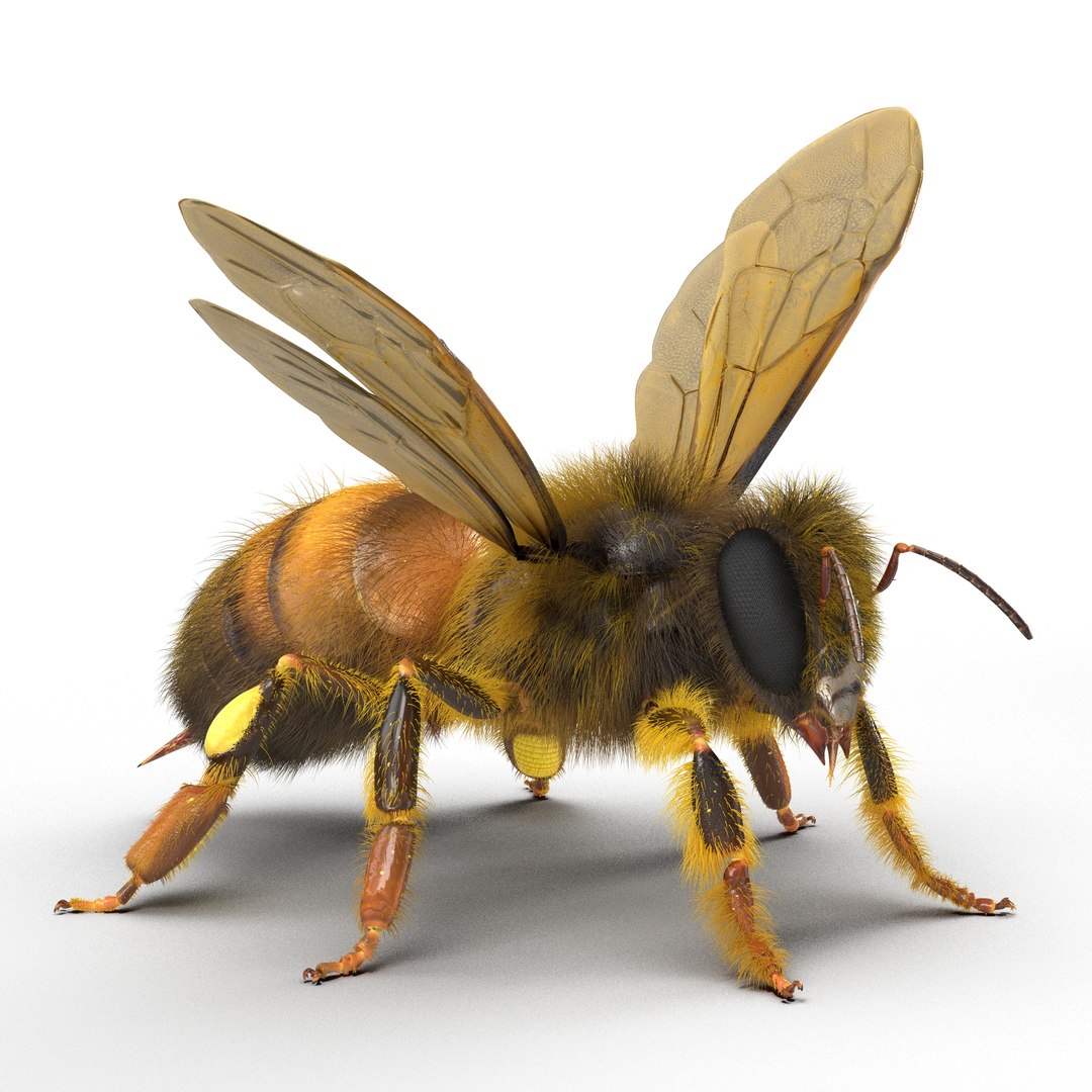 bee rigged 3d max https://p.turbosquid.com/ts-thumb/Tq/iS8wOr/vX55AjXr/beerigged3dmodel01/jpg/1455090938/1920x1080/fit_q87/c89693798816a1a76d76be0890ea2989921ac21b/beerigged3dmodel01.jpg