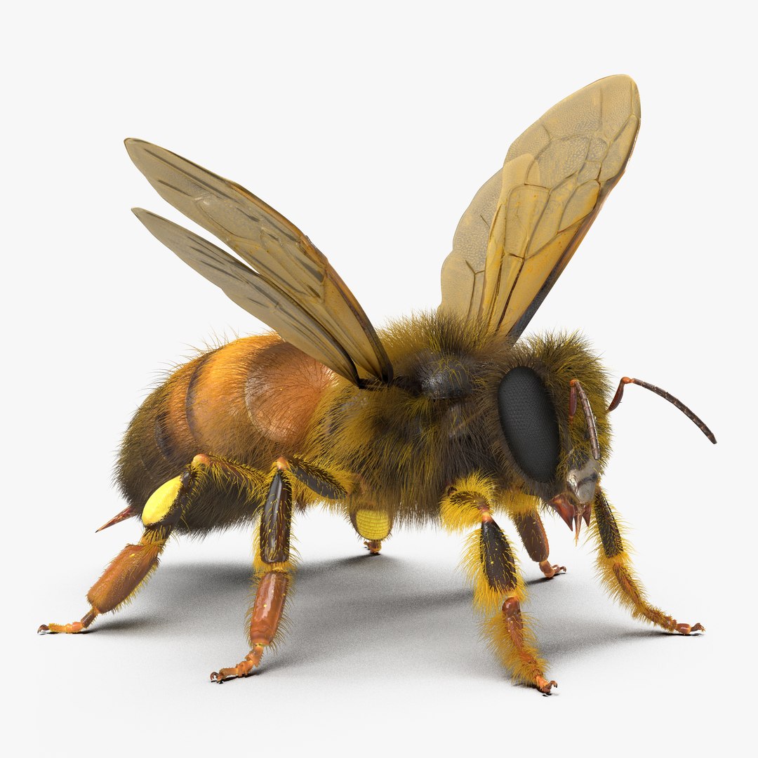 Bee Rigged 3D model preview