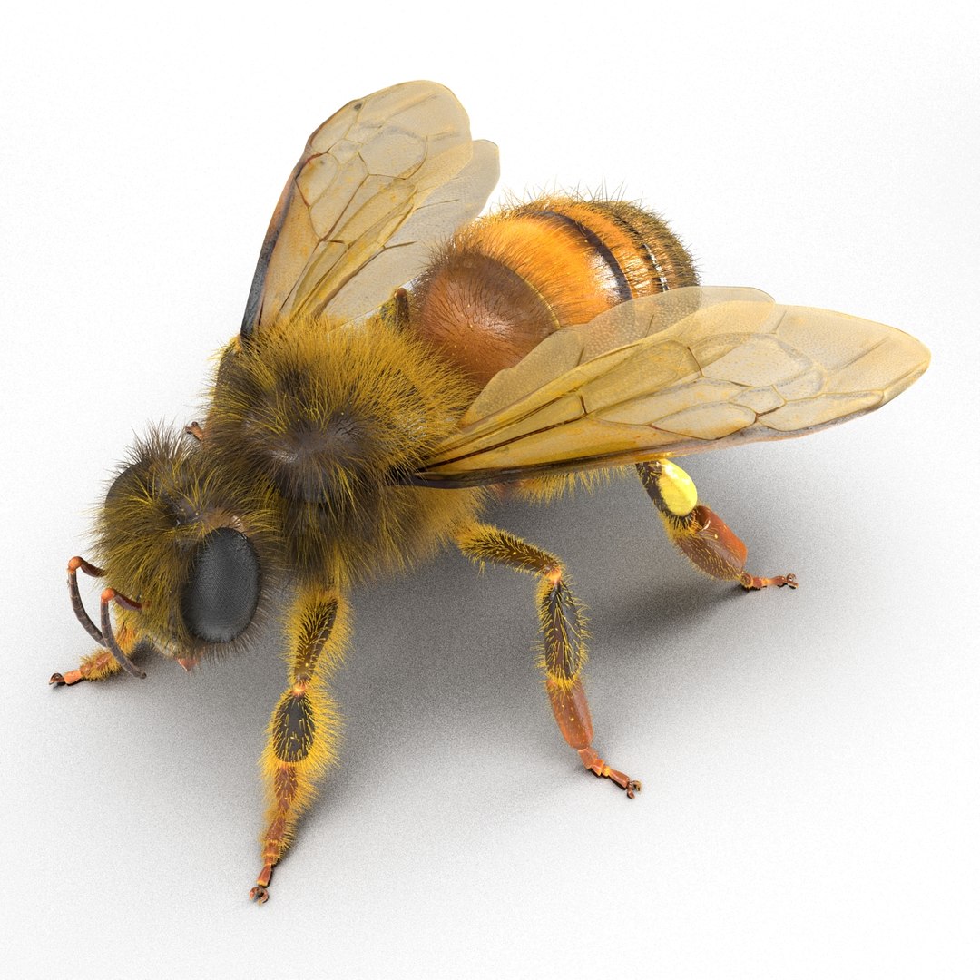 bee rigged 3d max https://p.turbosquid.com/ts-thumb/Tq/iS8wOr/y1zuSjJH/beerigged3dmodel13/jpg/1455090939/1920x1080/fit_q87/9e0d686dd86aa61d3aaa6cc478c520339eb1bc18/beerigged3dmodel13.jpg