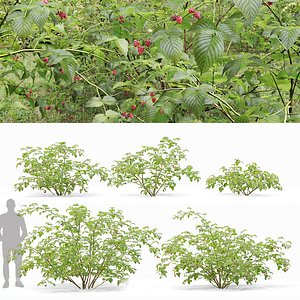 3D Raspberry bush forest 02