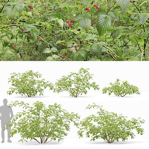 Raspberry bush forest 02