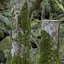 Collezione di ceppi di alberi muschiosi Vol 289-3dsmax-Blender