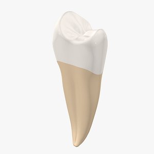 Upper Second Premolar Tooth 3D