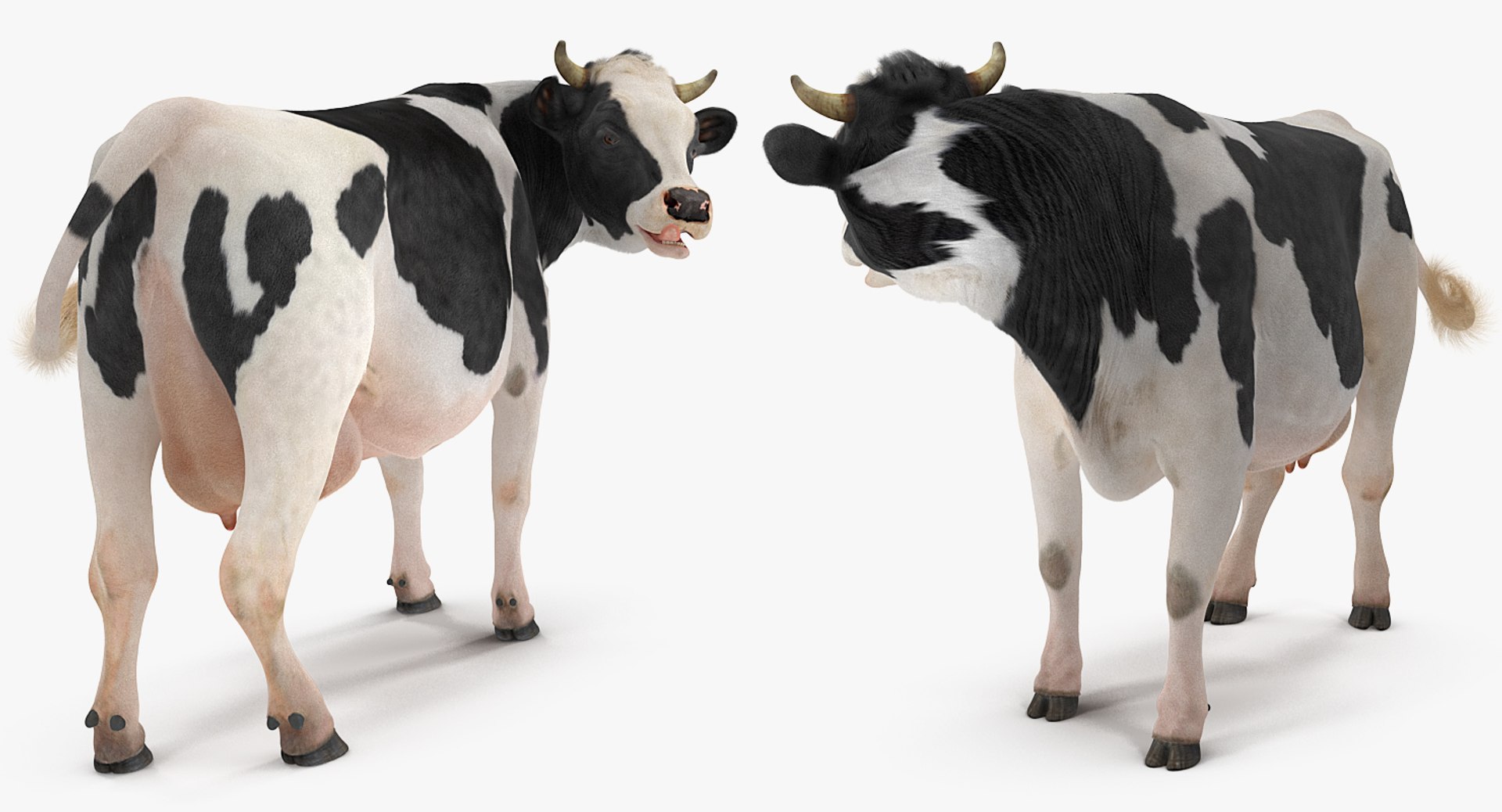 3D model dairy cow fur rigged https://p.turbosquid.com/ts-thumb/Tr/GGQNsA/96WL0Srn/dairycowwithfurrigged3dmodel018/jpg/1519387914/1920x1080/fit_q87/d323cf074f1e0a2683d48eb26850b196d22e0efc/dairycowwithfurrigged3dmodel018.jpg