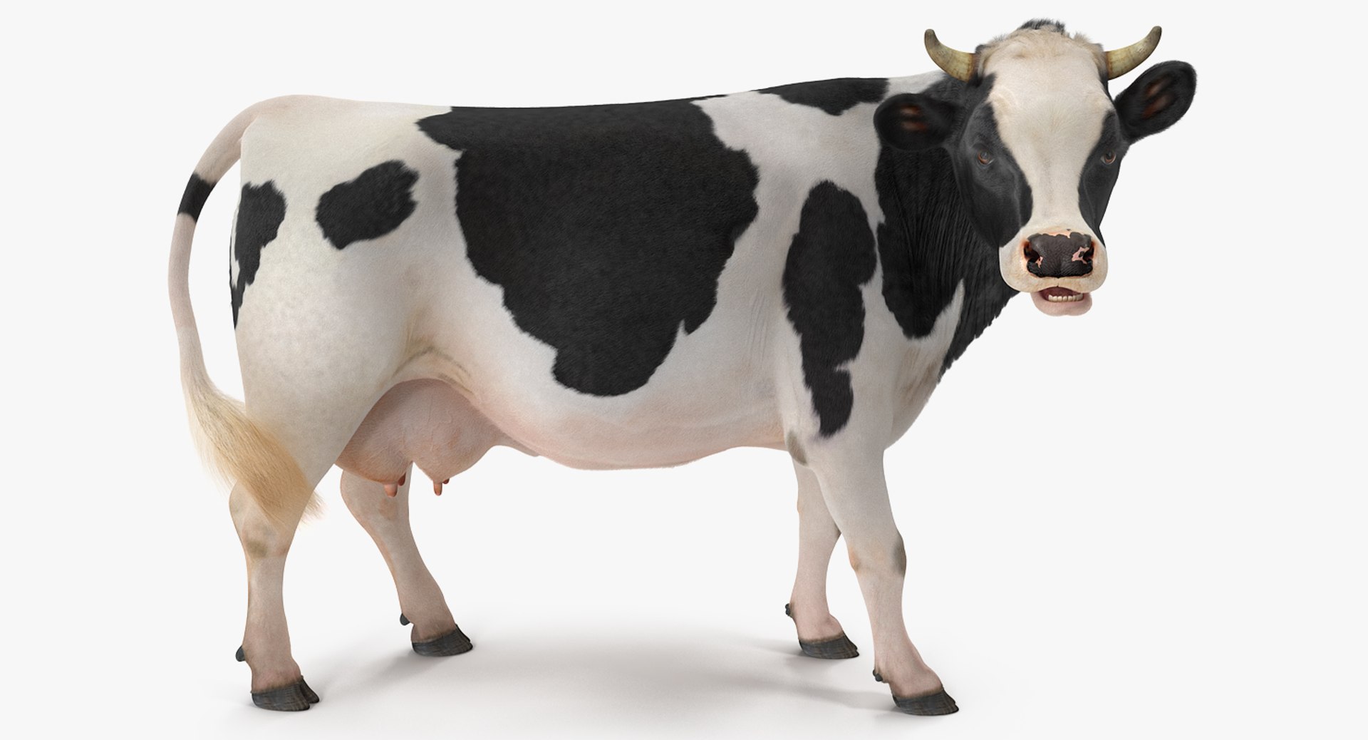 Dairy Cow with Fur Rigged 3D model preview