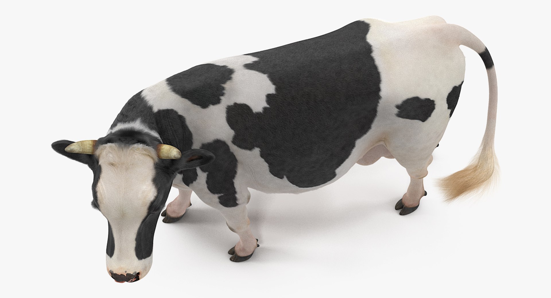 3D model dairy cow fur rigged https://p.turbosquid.com/ts-thumb/Tr/GGQNsA/IxF8yYlF/dairycowwithfurrigged3dmodel013/jpg/1519387914/1920x1080/fit_q87/ecb29bf8f42dd8f34158805e1e21eb8c2212d0a5/dairycowwithfurrigged3dmodel013.jpg