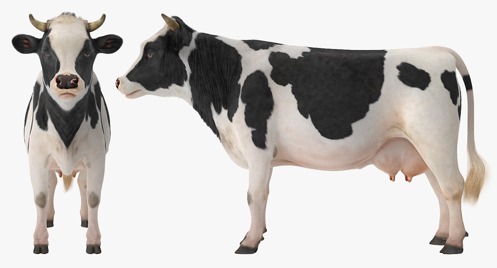 3D model dairy cow fur rigged https://p.turbosquid.com/ts-thumb/Tr/GGQNsA/JnylhilO/dairycowwithfurrigged3dmodel019/jpg/1519387914/1920x1080/fit_q87/57de1571c289b90791481825888c84cc73069cfb/dairycowwithfurrigged3dmodel019.jpg