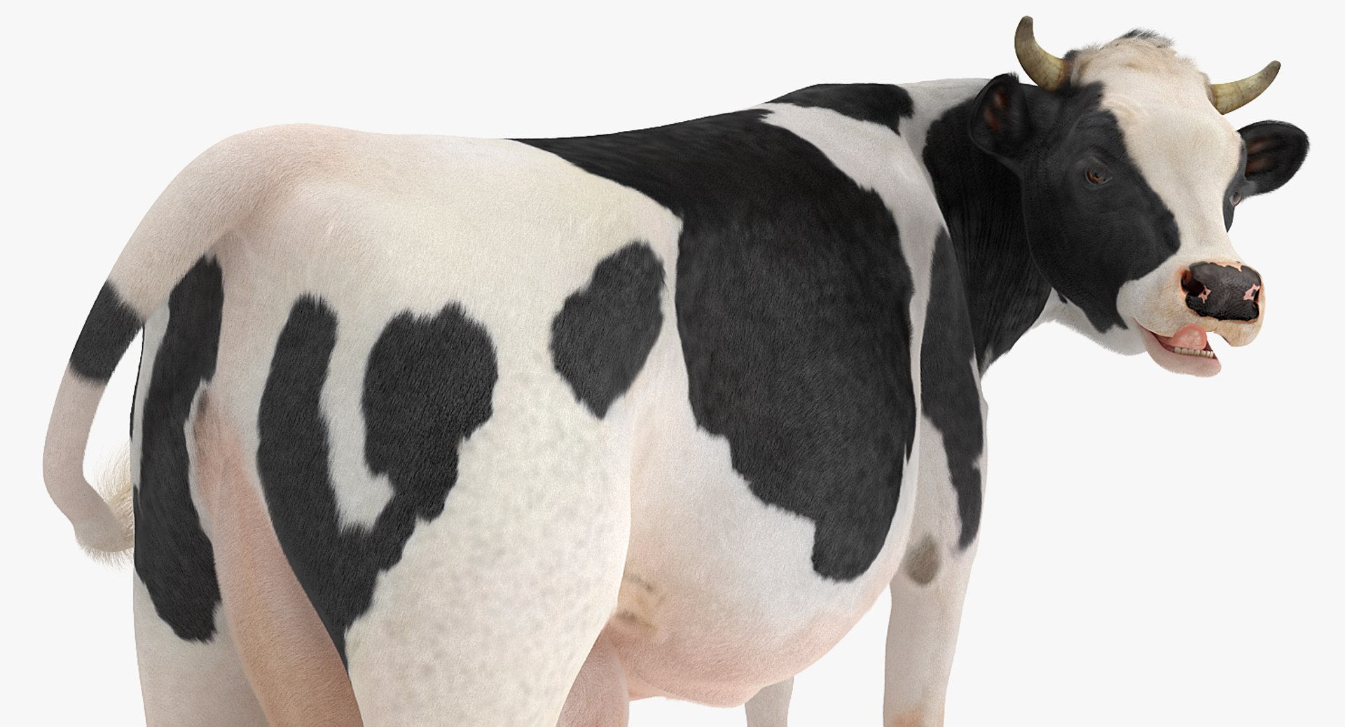 3D model dairy cow fur rigged https://p.turbosquid.com/ts-thumb/Tr/GGQNsA/XD5UHhIF/dairycowwithfurrigged3dmodel025/jpg/1519387914/1920x1080/fit_q87/b528b0313bbfafb3a30e70f394e5e45f5fe36757/dairycowwithfurrigged3dmodel025.jpg