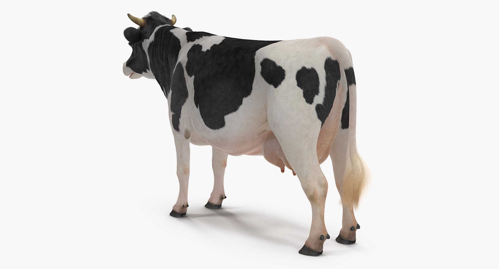 3D model dairy cow fur rigged https://p.turbosquid.com/ts-thumb/Tr/GGQNsA/cvB6MEUR/dairycowwithfurrigged3dmodel006/jpg/1519387914/1920x1080/fit_q87/424289341c1df7456e982e870e37c8e1e388731d/dairycowwithfurrigged3dmodel006.jpg