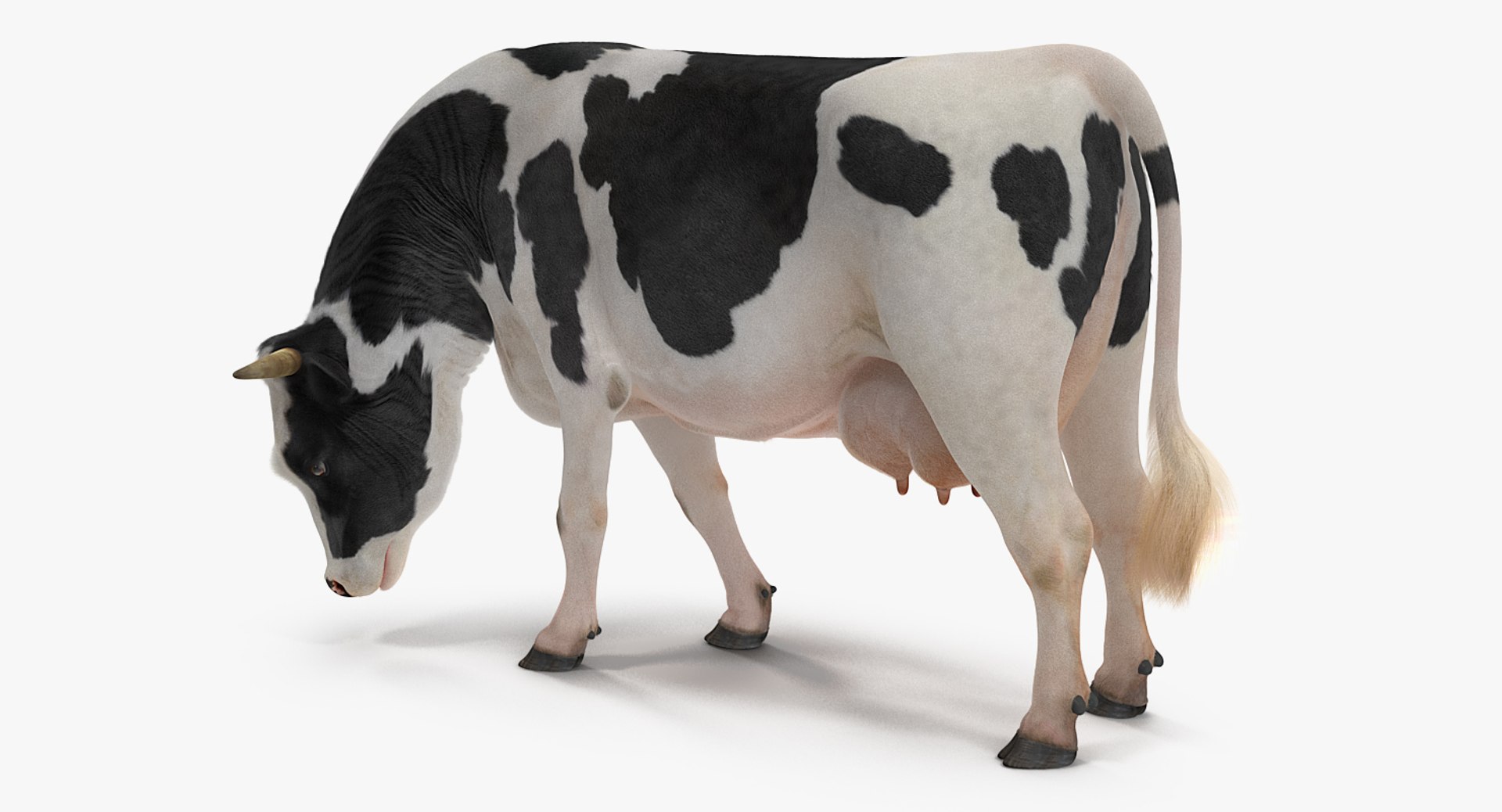 3D model dairy cow fur rigged https://p.turbosquid.com/ts-thumb/Tr/GGQNsA/iLC8D2WS/dairycowwithfurrigged3dmodel009/jpg/1519387914/1920x1080/fit_q87/a6403b67ef5a750d0c977b928ead7837aff8e52d/dairycowwithfurrigged3dmodel009.jpg