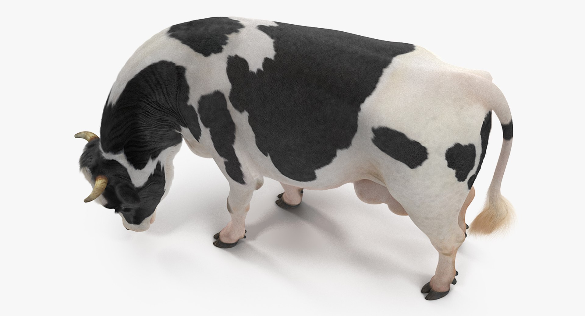 3D model dairy cow fur rigged https://p.turbosquid.com/ts-thumb/Tr/GGQNsA/p8c2to2w/dairycowwithfurrigged3dmodel012/jpg/1519387914/1920x1080/fit_q87/bd4ae463b17f59732cad09a3264f6742254cd6fe/dairycowwithfurrigged3dmodel012.jpg