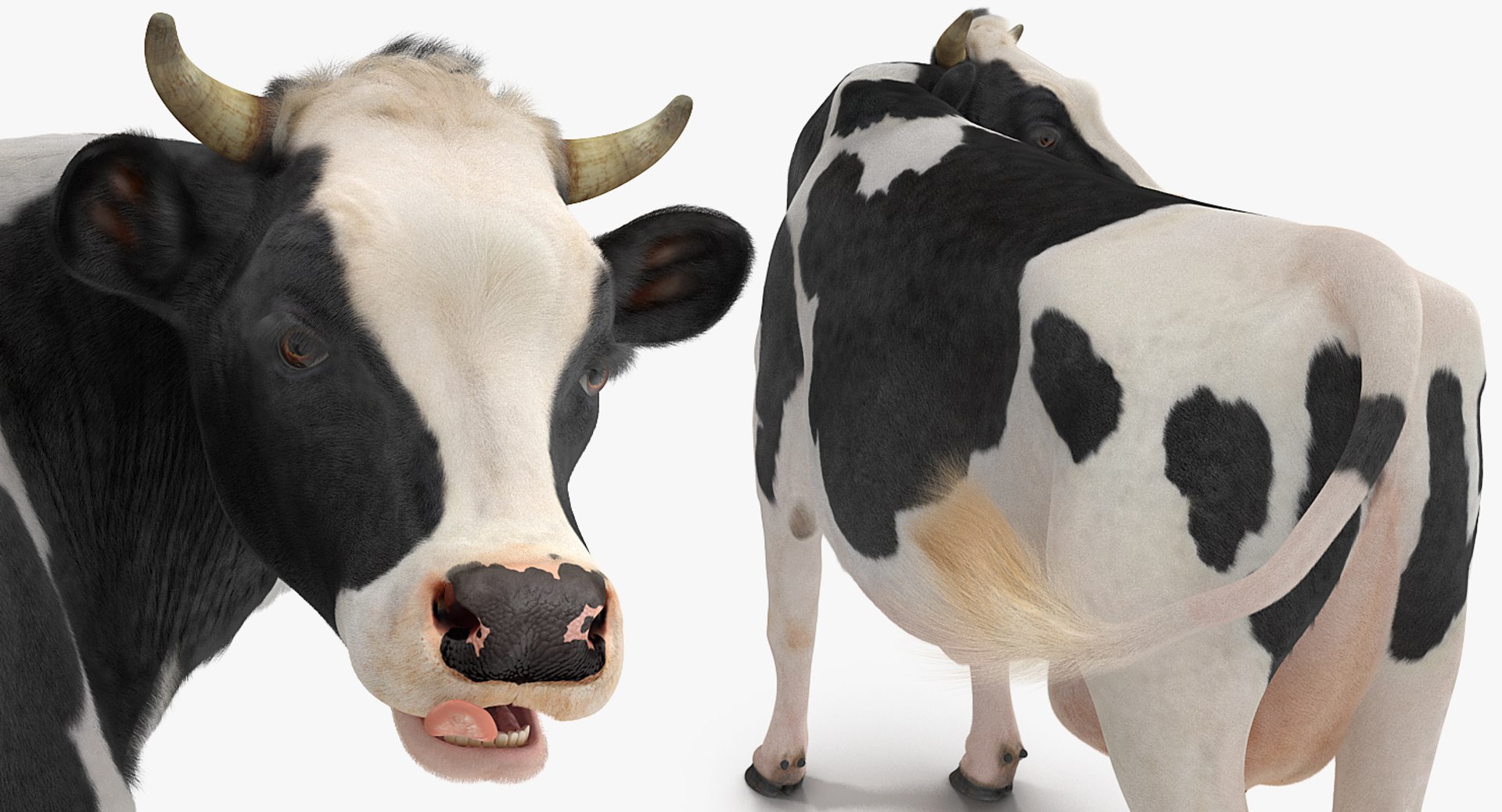 3D model dairy cow fur rigged https://p.turbosquid.com/ts-thumb/Tr/GGQNsA/pUQZgVby/dairycowwithfurrigged3dmodel023/jpg/1519387914/1920x1080/fit_q87/03bfc4f99c650666d096c9928adbf2b3a9a5105d/dairycowwithfurrigged3dmodel023.jpg