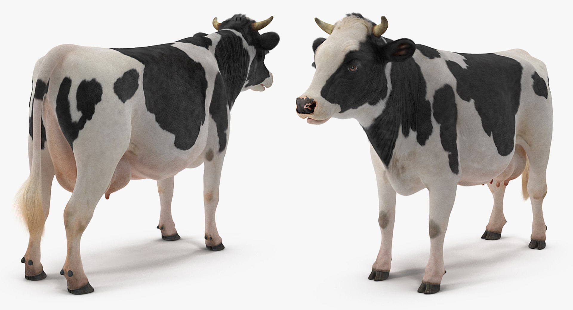 3D model dairy cow fur rigged https://p.turbosquid.com/ts-thumb/Tr/GGQNsA/xOk52nF4/dairycowwithfurrigged3dmodel015/jpg/1519387914/1920x1080/fit_q87/94ce549fff0df85d411cd7d6696b99ed08142c56/dairycowwithfurrigged3dmodel015.jpg