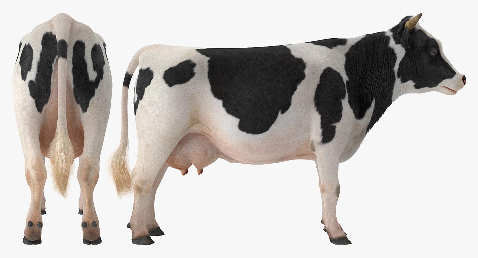 3D model dairy cow fur rigged https://p.turbosquid.com/ts-thumb/Tr/GGQNsA/xf0ki4dK/dairycowwithfurrigged3dmodel020/jpg/1519387914/1920x1080/fit_q87/b5658a5e69bbe2709f2fcdaecad004648c75f8f1/dairycowwithfurrigged3dmodel020.jpg