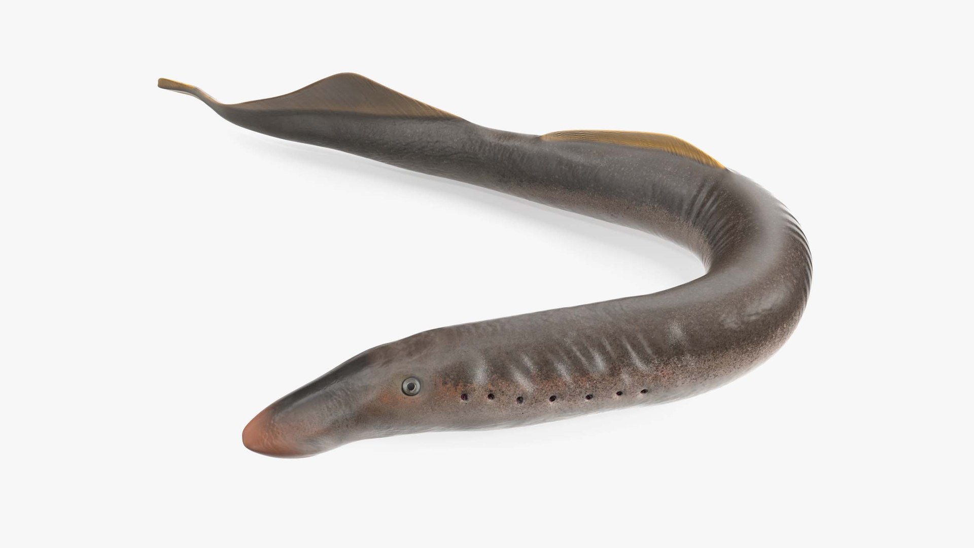 Lamprey Rigged for Cinema 4D 3D model preview