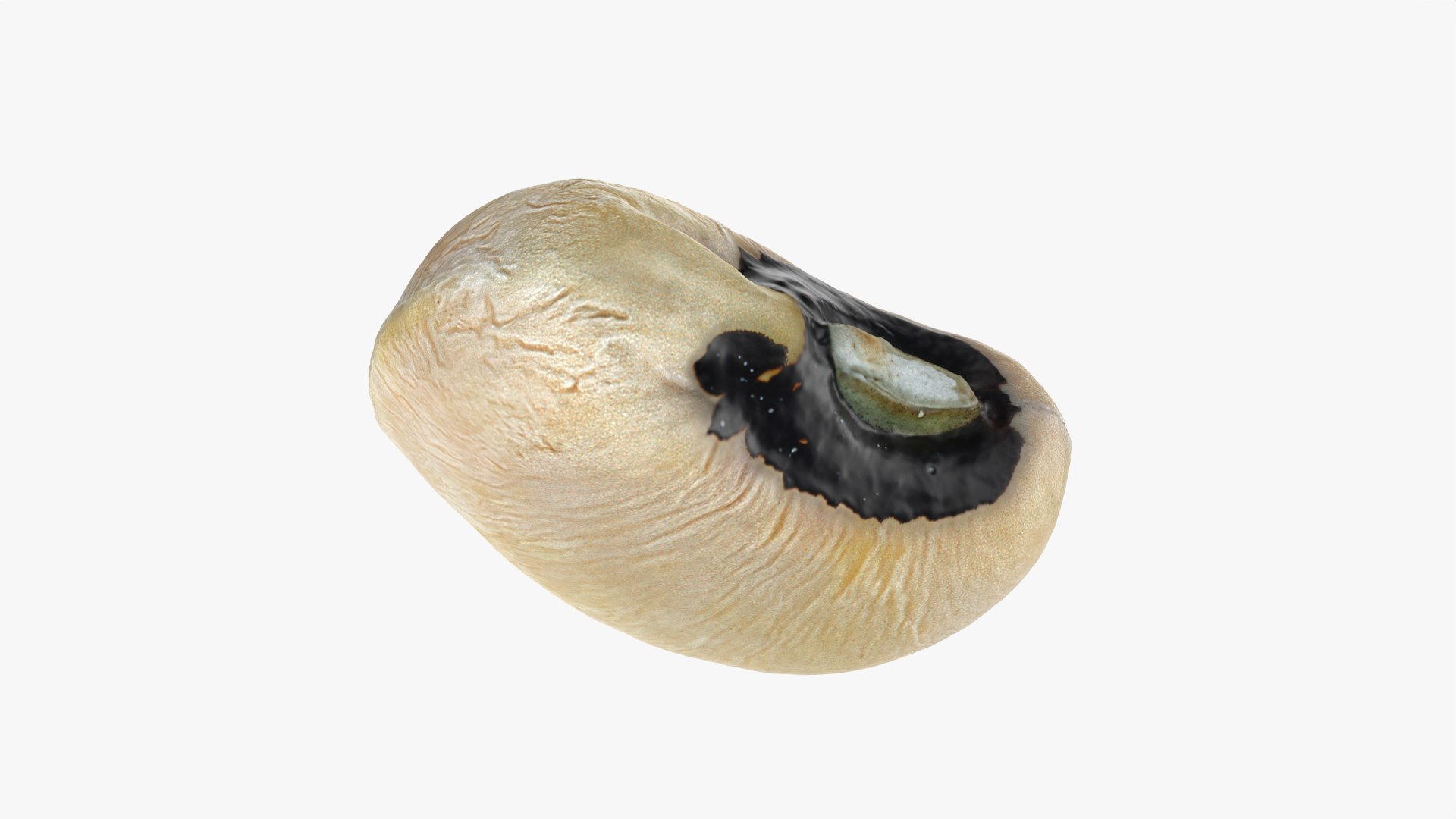 3D Black Eyed 01 model https://p.turbosquid.com/ts-thumb/Tr/W24P5n/YR/blackeyed01_0009/png/1764950697/1920x1080/fit_q87/0dad706d1c80224414d42094883e9d92145e0575/blackeyed01_0009.jpg