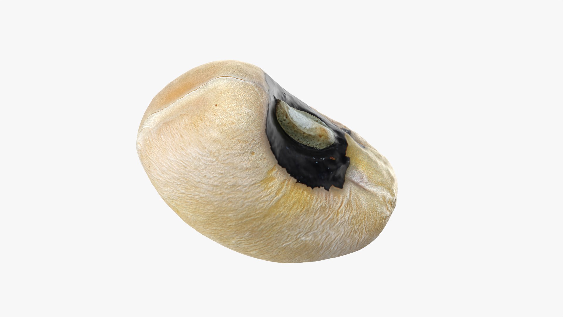 3D Black Eyed 01 model https://p.turbosquid.com/ts-thumb/Tr/W24P5n/dB/blackeyed01_0012/png/1764950757/1920x1080/fit_q87/765f61c77ec6be1f2fcf16ae9748c84cdc4cd7d1/blackeyed01_0012.jpg