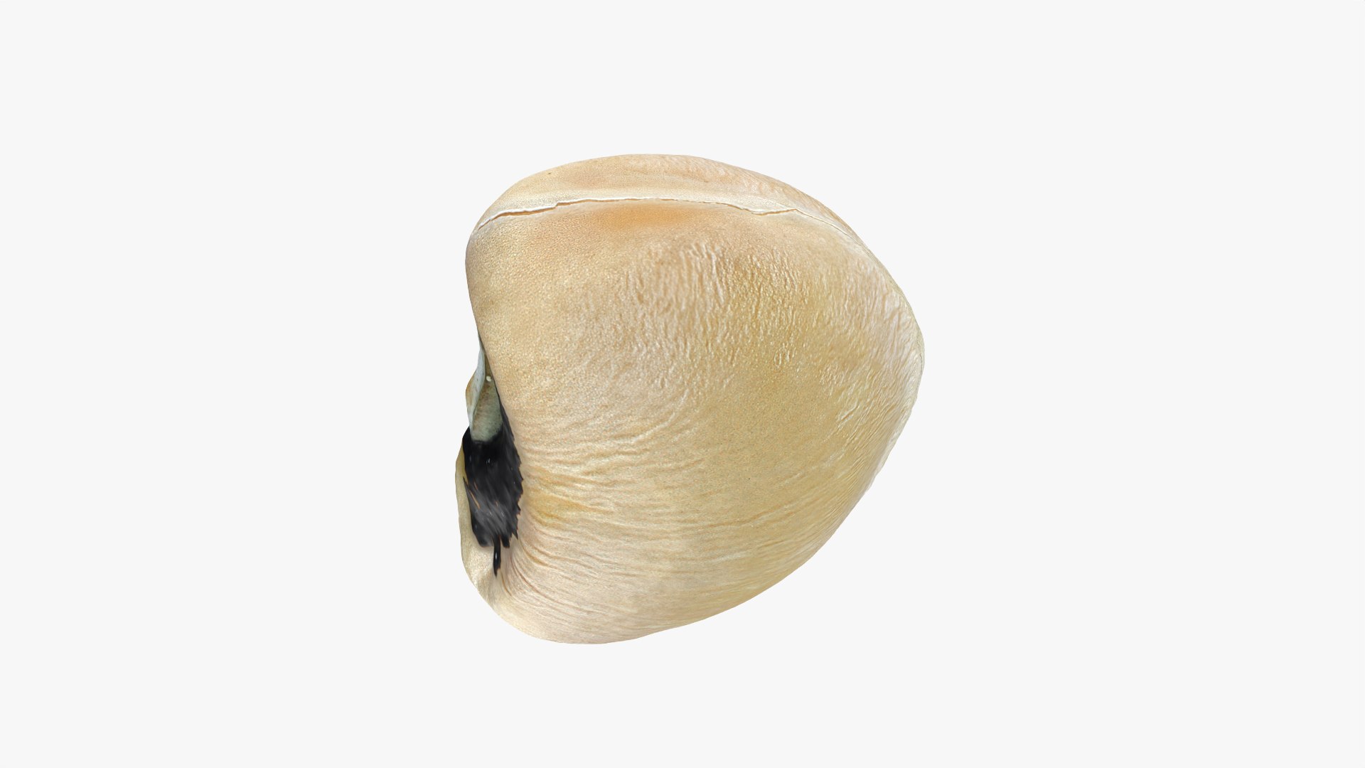 3D Black Eyed 01 model https://p.turbosquid.com/ts-thumb/Tr/W24P5n/yn/blackeyed01_0004/png/1764950683/1920x1080/fit_q87/565be4307408fdbcbcca1e9d6064965da228040e/blackeyed01_0004.jpg