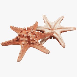 3D model starfish 01