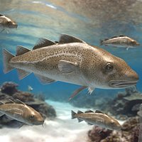 Ocean Cod Fish Adult