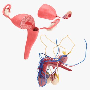 3D Female and Male reproductive system